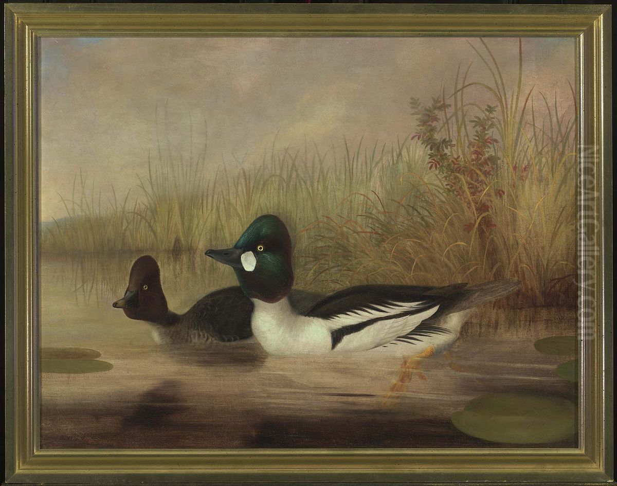 Buffel Head Ducks Oil Painting by Isaac Sprague