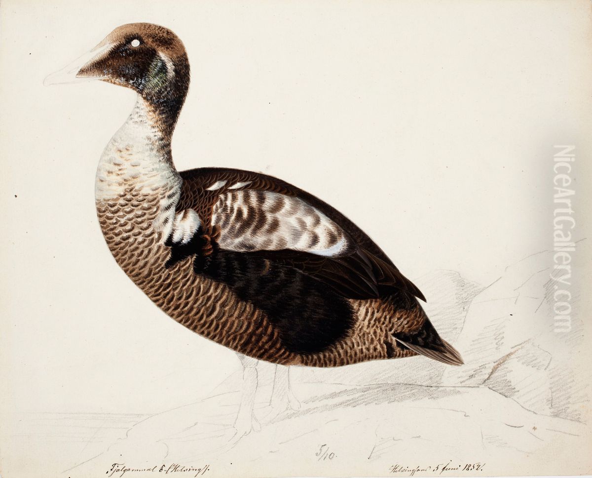Common Eider ; unfinished Oil Painting by Magnus Von Wright