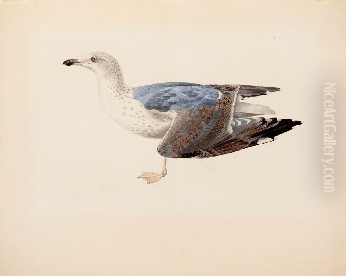 European Herring Gull Oil Painting by Magnus Von Wright