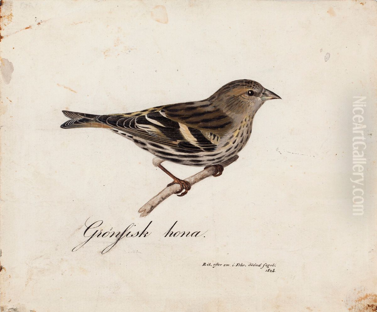 Eurasian Siskin, Female Oil Painting by Magnus Von Wright