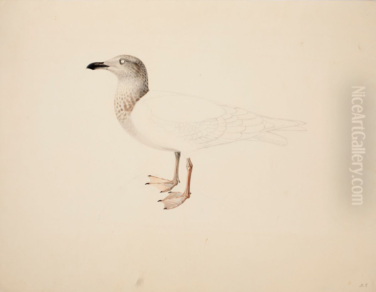Young European Herring Gull ; unfinished Oil Painting by Magnus Von Wright
