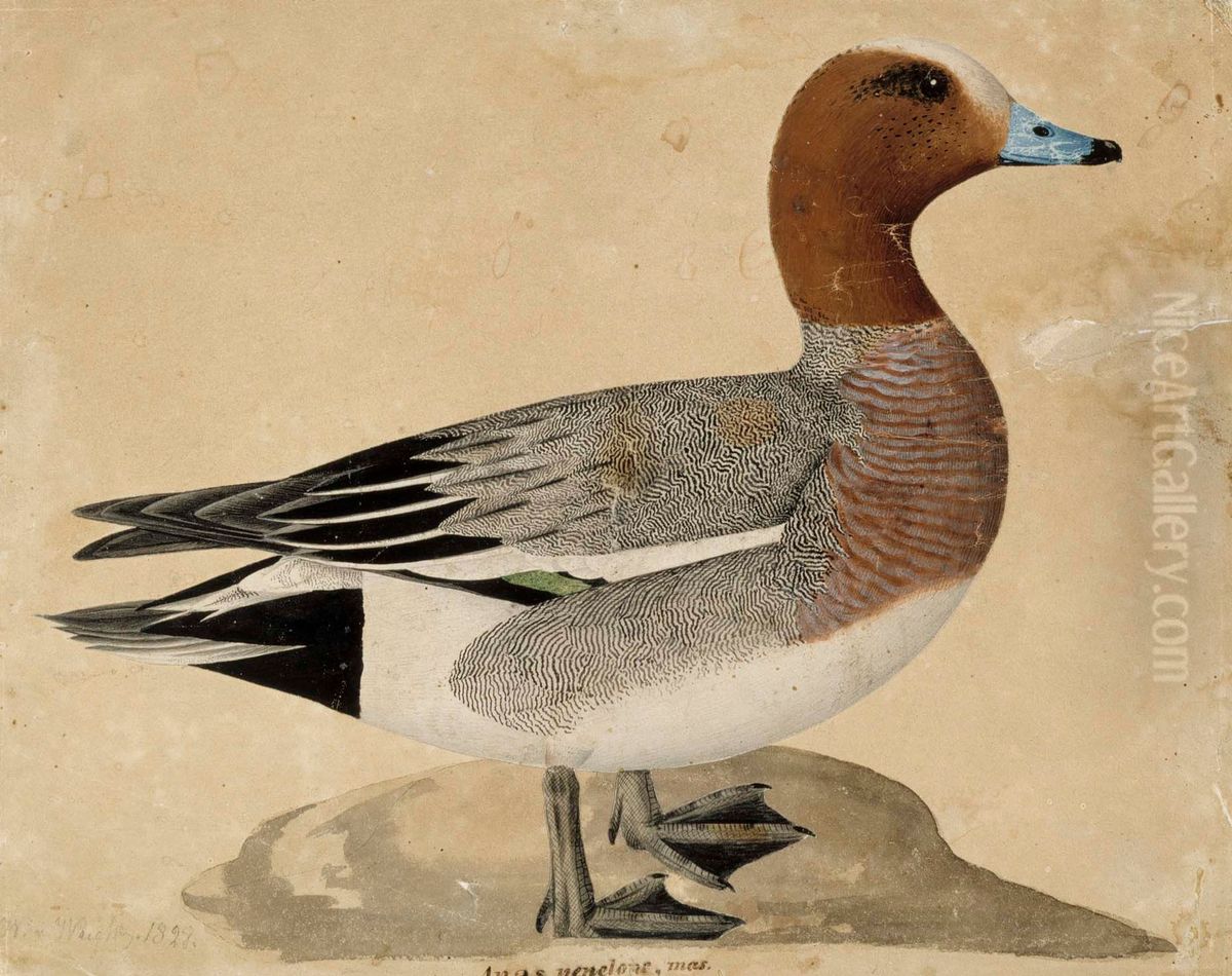 Eurasian Wigeon Oil Painting by Wilhelm Von Wright