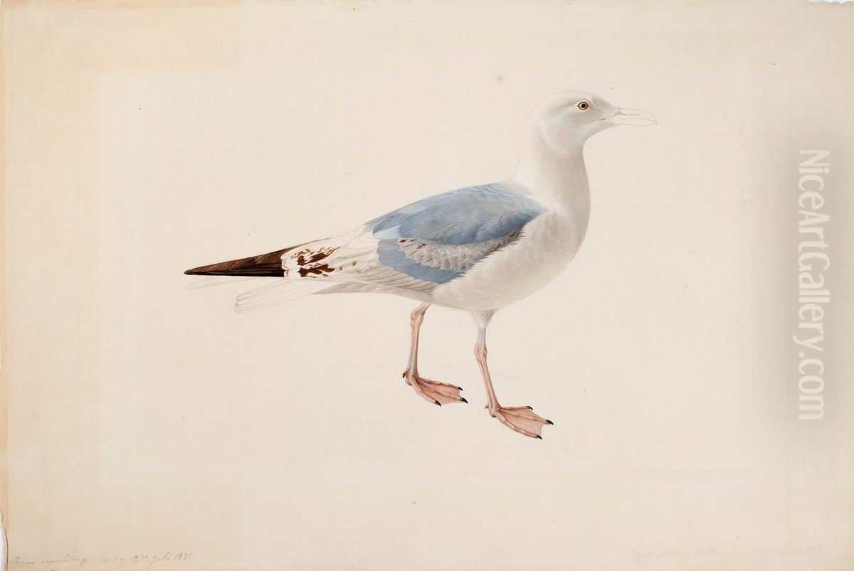 European Herring Gull Oil Painting by Magnus Von Wright
