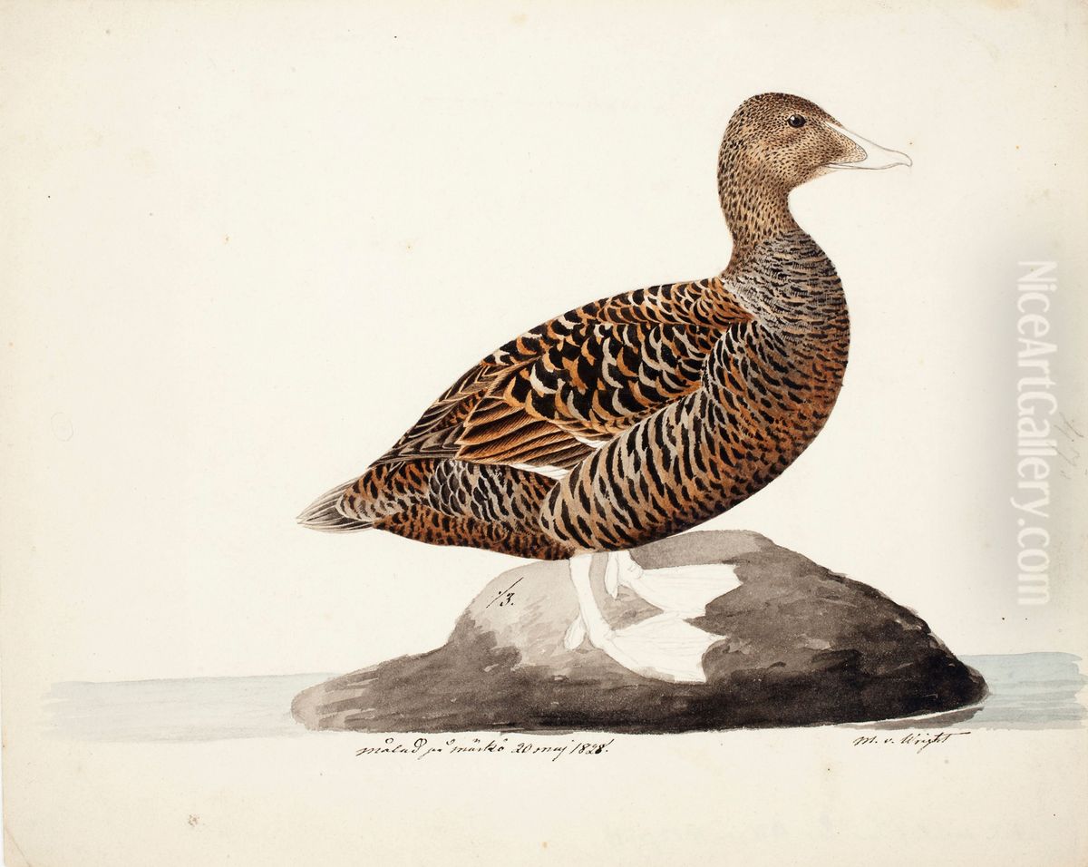 Common Eider ; unfnished Oil Painting by Magnus Von Wright