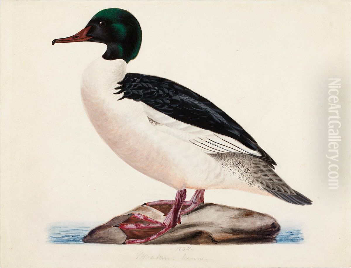Goosander, Male Oil Painting by Magnus Von Wright