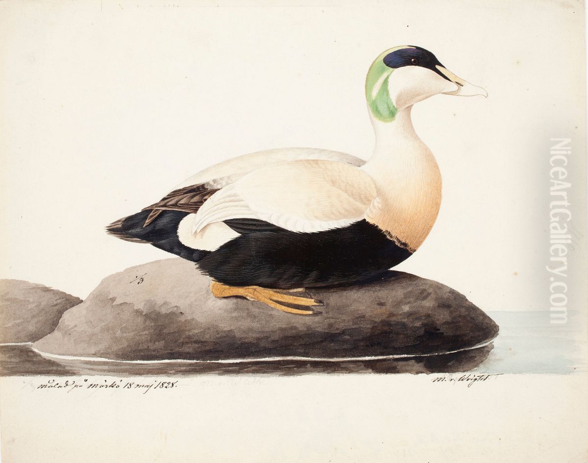 Common Eider, Male Oil Painting by Magnus Von Wright