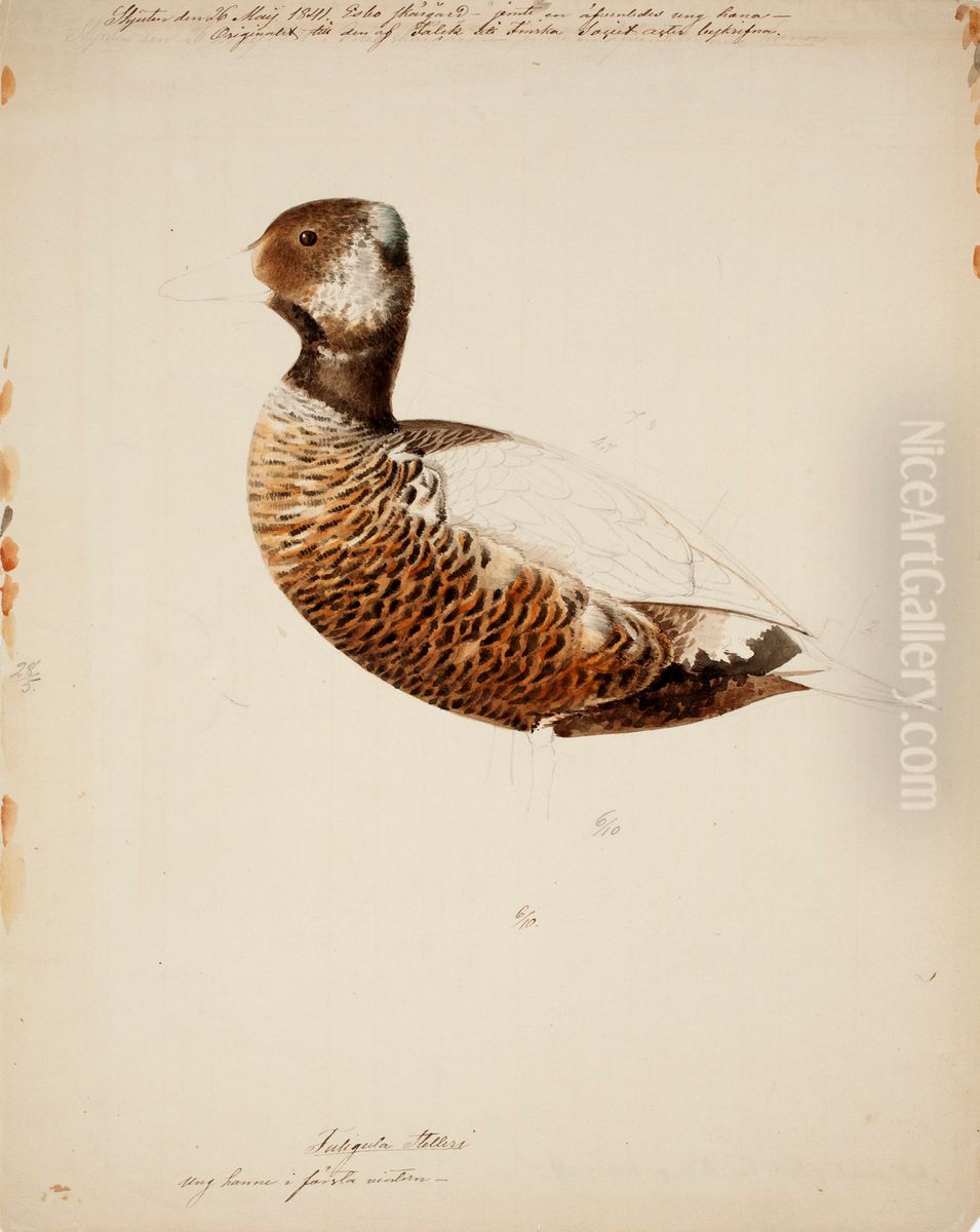 Steller's Eider, Young Male ; unfinished Oil Painting by Magnus Von Wright
