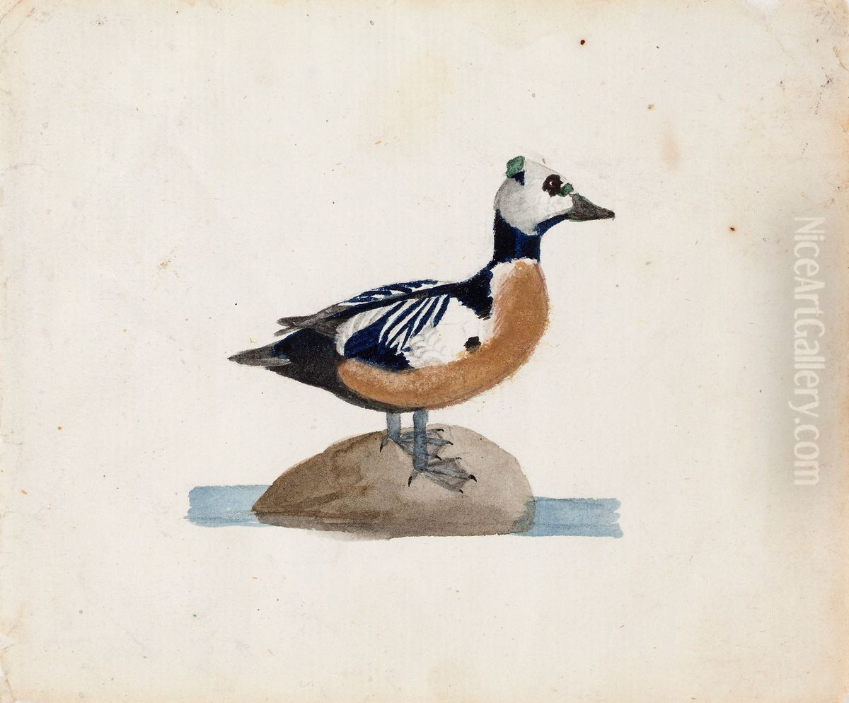 Steller's Eider Oil Painting by Ferdinand von Wright