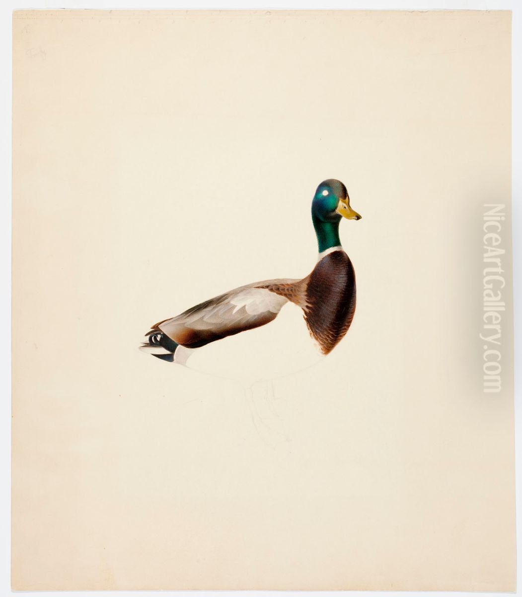 Mallard ; unfinished Oil Painting by Magnus Von Wright