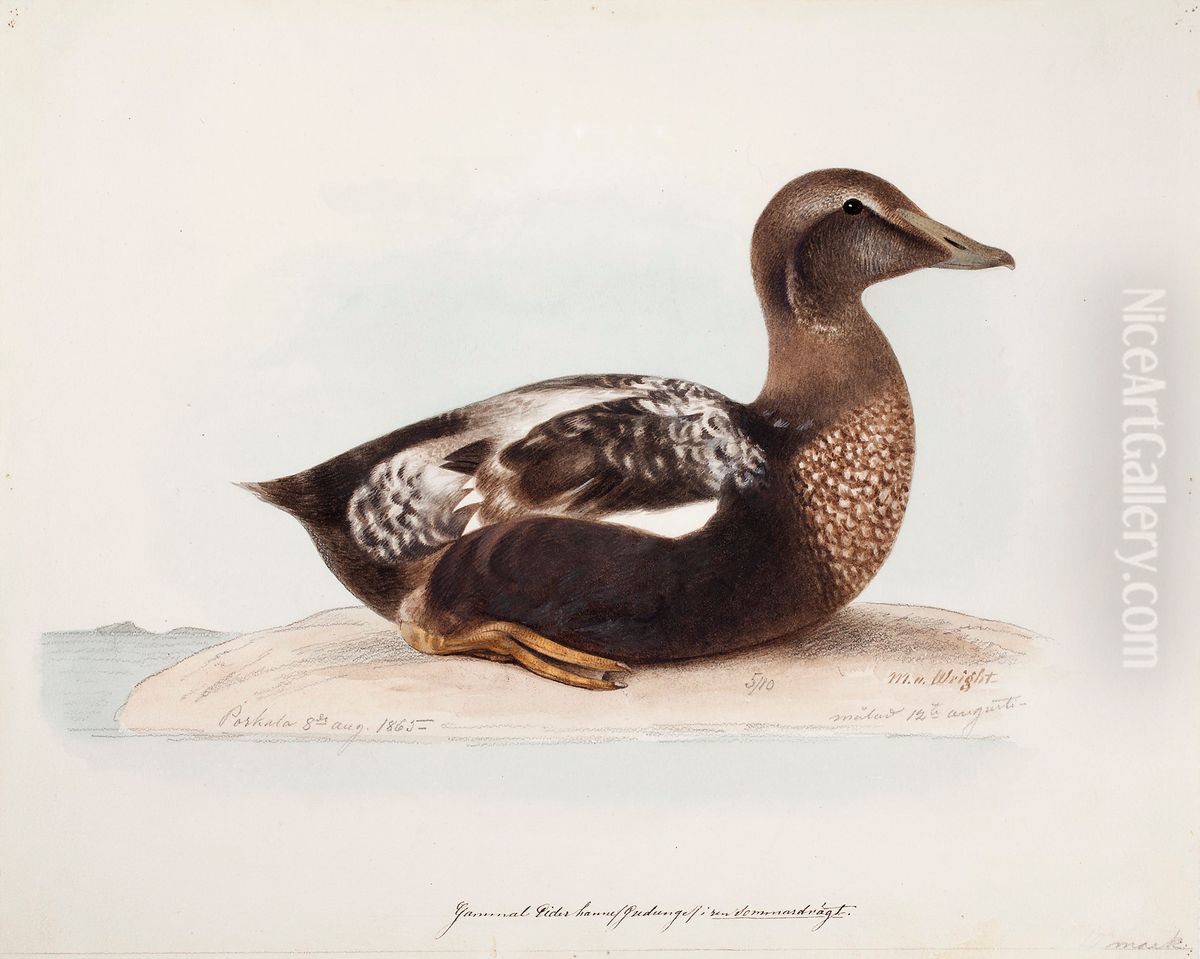 Common Eider, Old Male in Summer Oil Painting by Magnus Von Wright