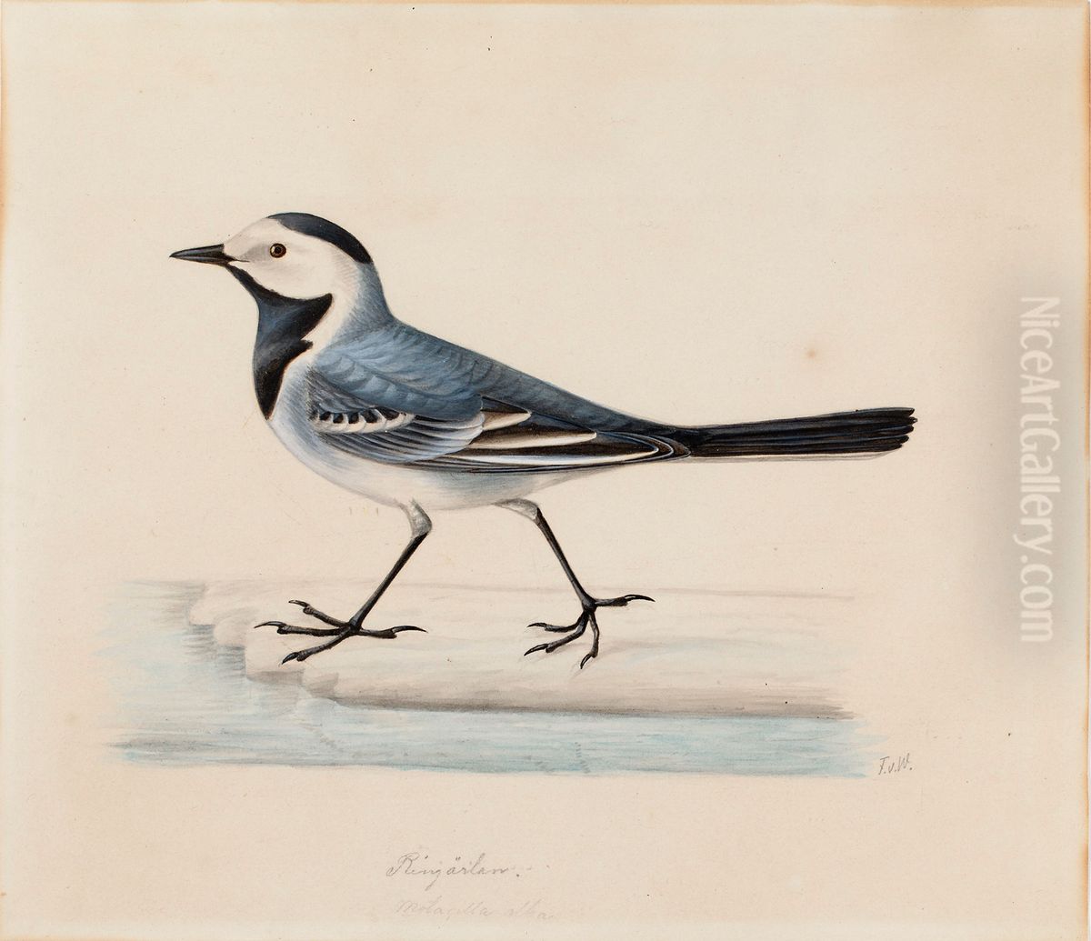 White Wagtail Oil Painting by Ferdinand von Wright