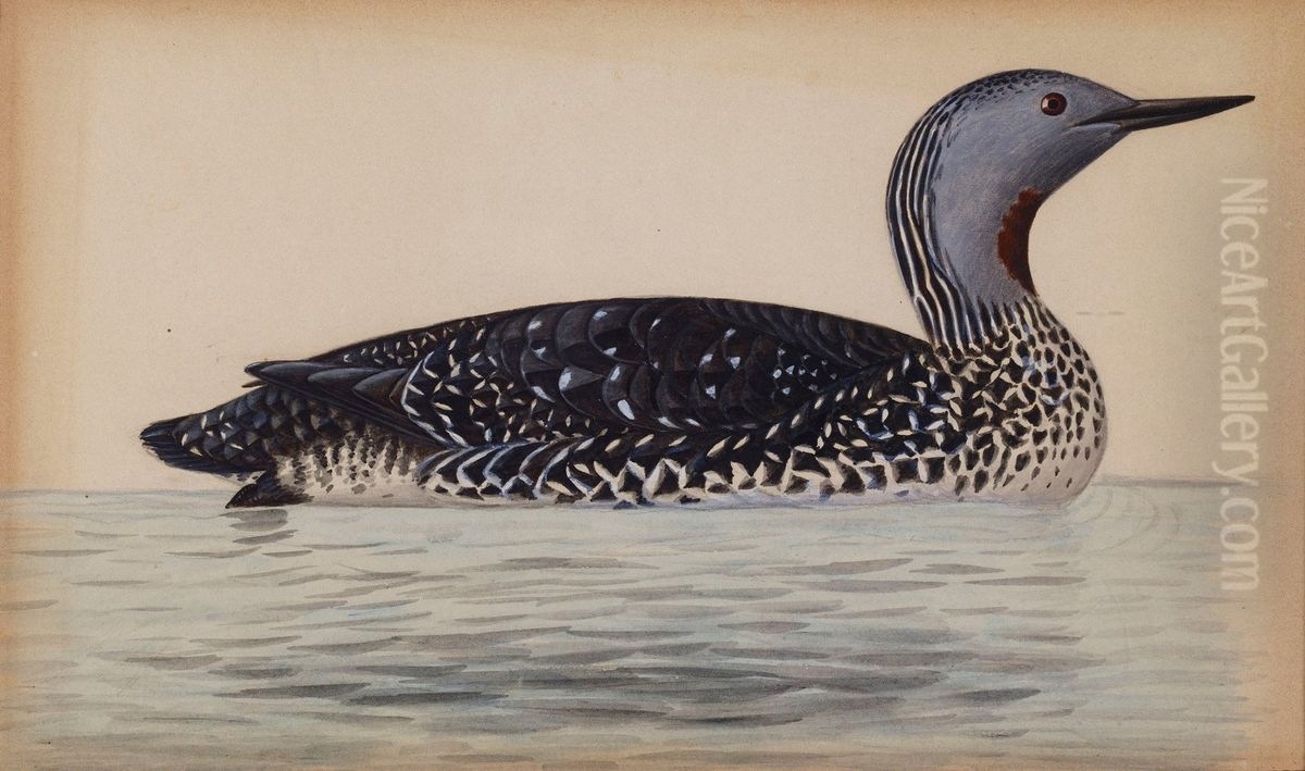 Red-Throated Diver Oil Painting by Magnus Von Wright