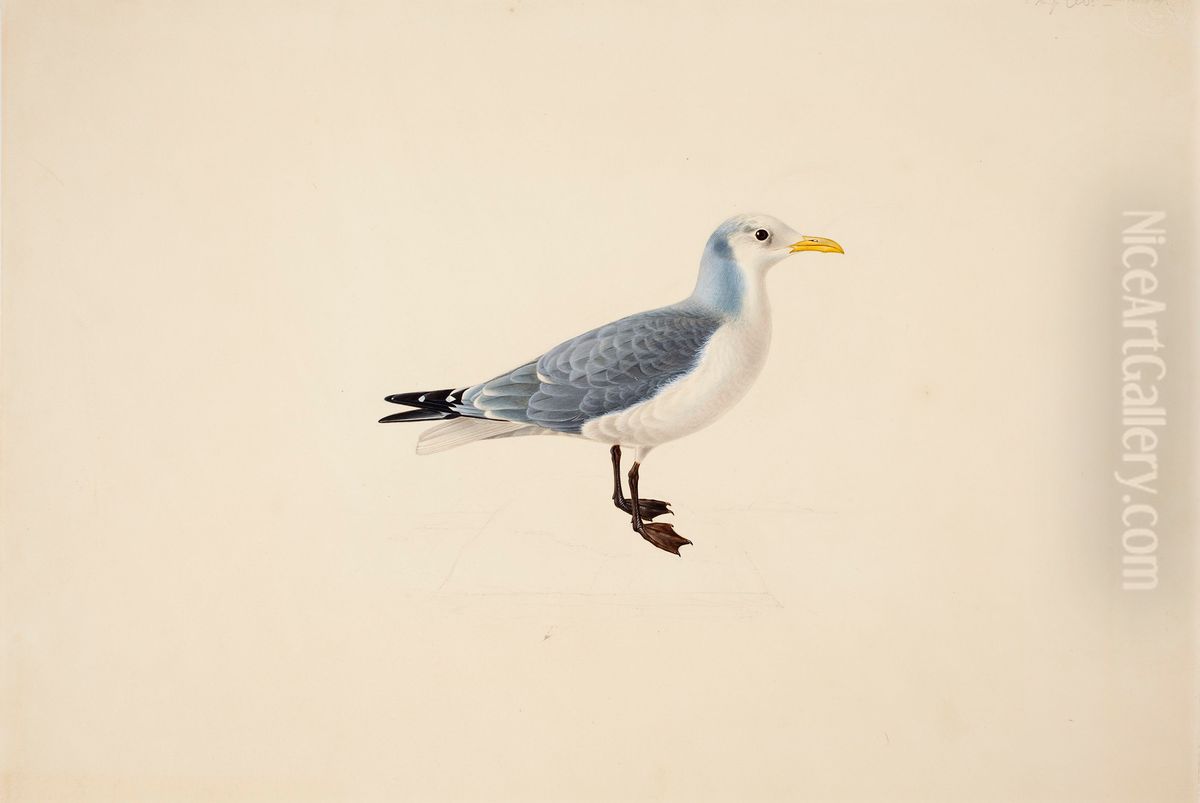 Kittiwake Oil Painting by Magnus Von Wright