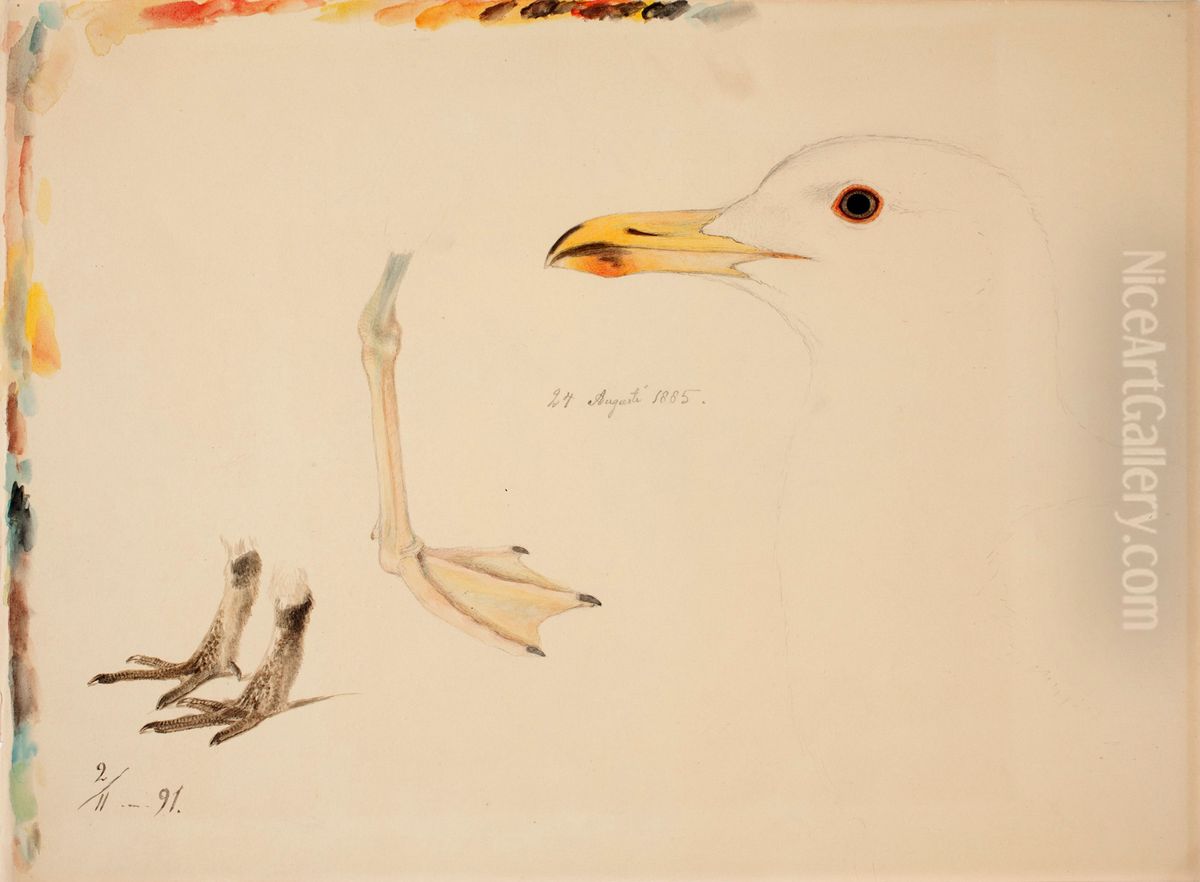 Three Bird Legs and Common Gull Oil Painting by Ferdinand von Wright