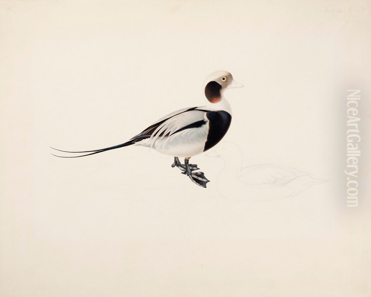 Long-tailed Duck Oil Painting by Magnus Von Wright