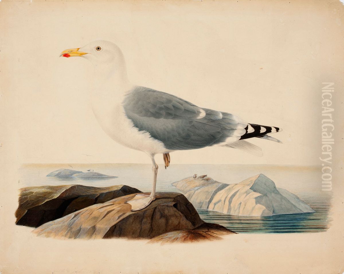European Herring Gull Oil Painting by Ferdinand von Wright