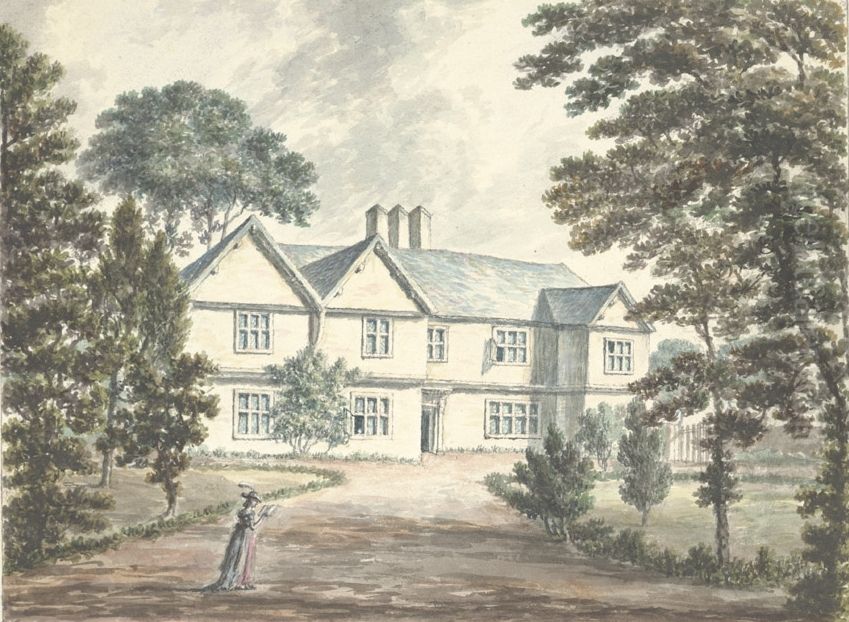 Birch Oil Painting by John Ingleby