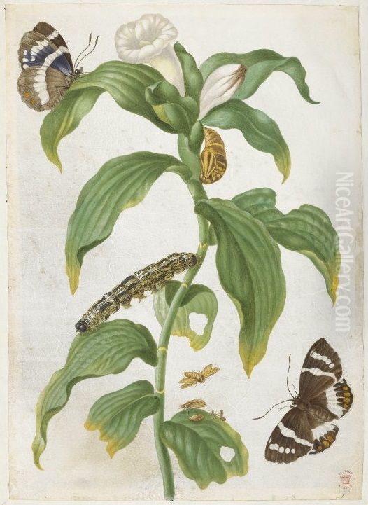 Plant with white trumpet-shaped flower, with two examples of a brown butterfly Oil Painting by Maria Sibylla Merian