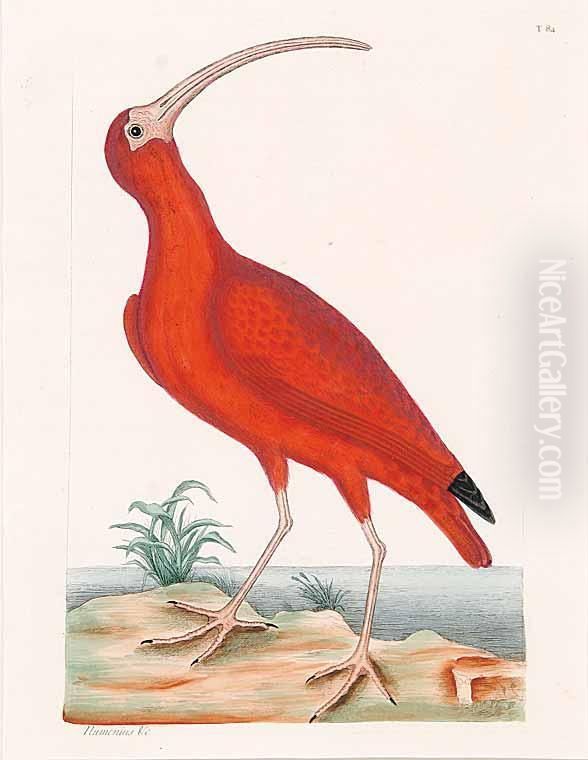 Scarlet Ibis Oil Painting by Mark Catesby
