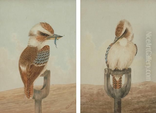 Pair Of Kookaburras Oil Painting by Neville, Will. Cayley Jnr.