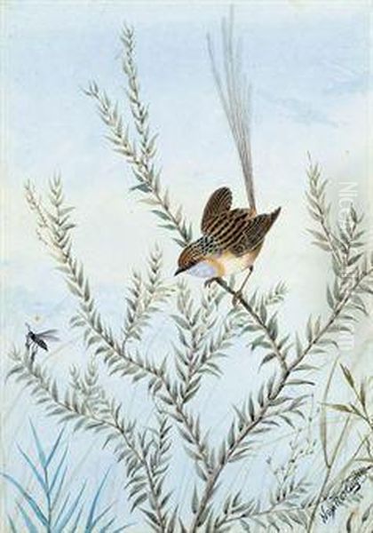 Common Emu Wren Oil Painting by Neville Henry Peniston Cayley