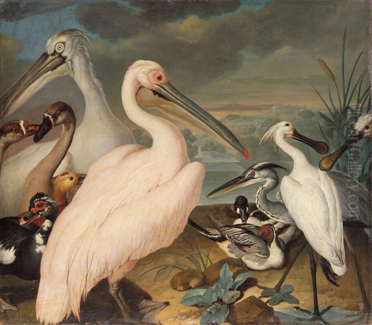Pelikane und andere Vogel Oil Painting by Philipp Ferdinand de Hamilton