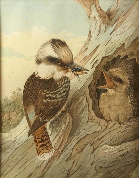 Kookaburra With Snake Oil Painting by Neville Henry Peniston Cayley