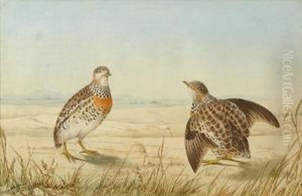 Shot Duck Oil Painting by Neville Henry Peniston Cayley