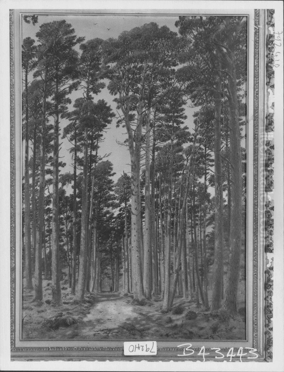 The Ballochbuie Forest Oil Painting by Andrew MacCallum