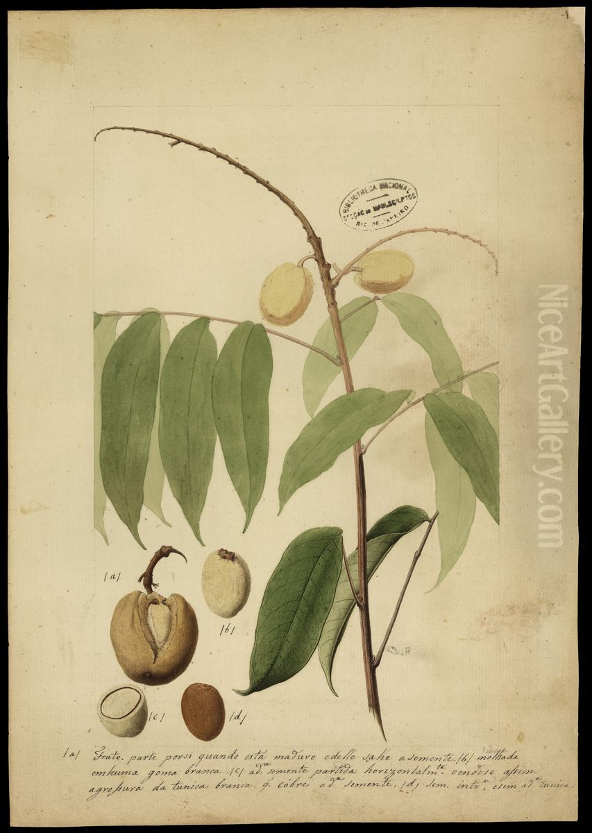 (Sapintacea) Oil Painting by Joaquim Jose Codina