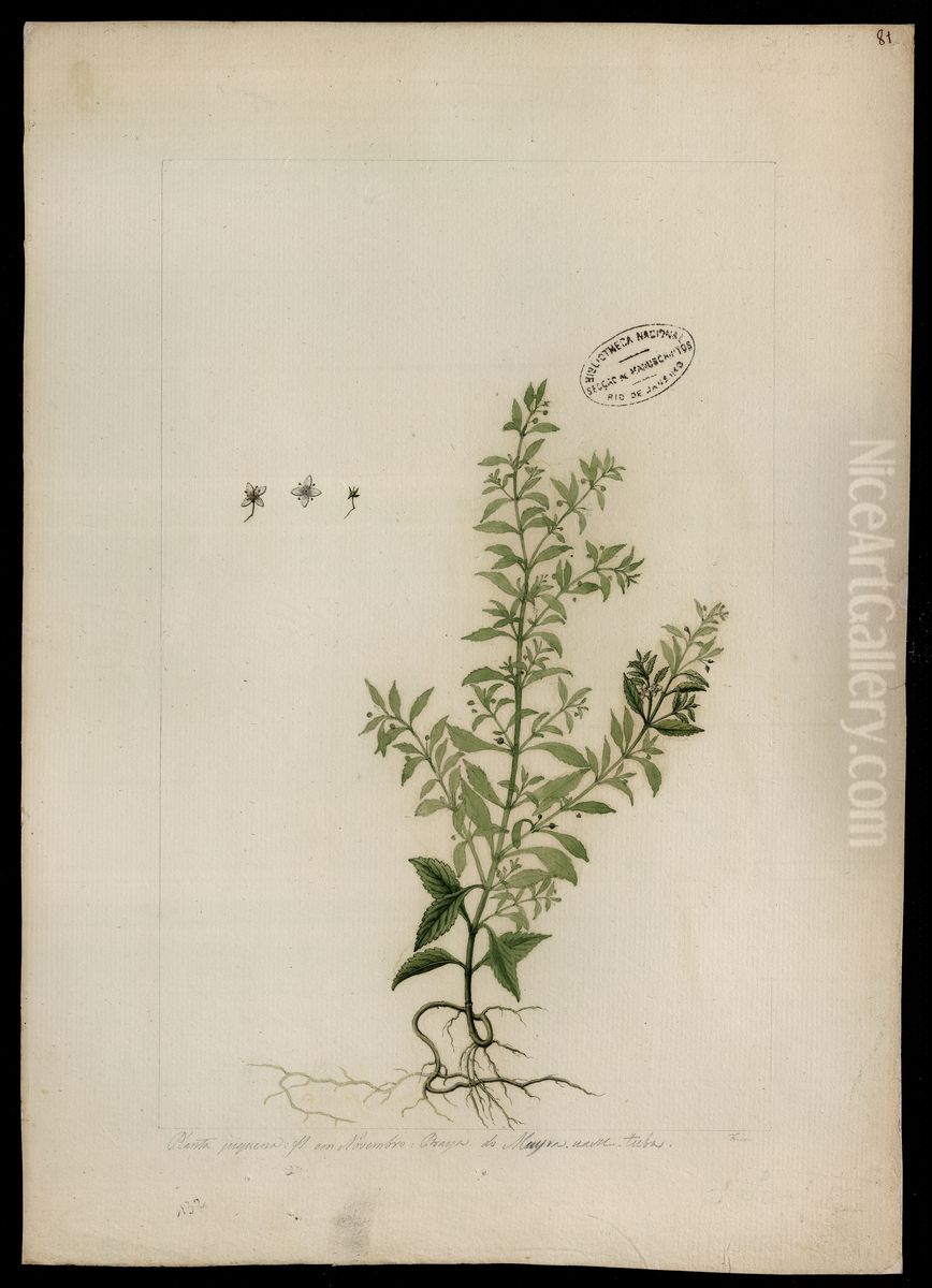 (Scoparia dulcis, Linn) Oil Painting by Jose Joaquim Freire