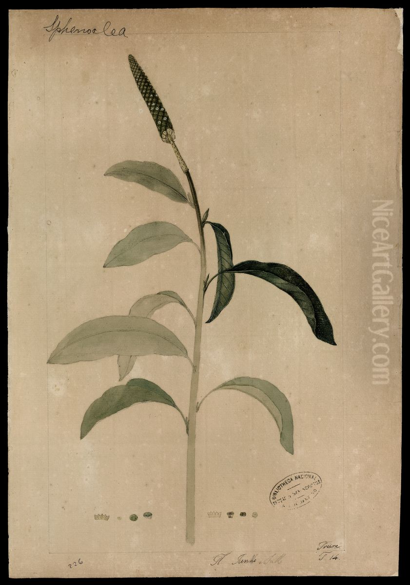 (Sphenoclea) Oil Painting by Jose Joaquim Freire