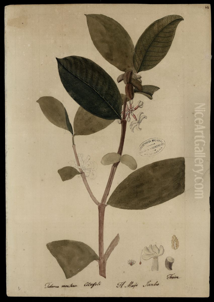 (Tabernaemontana) Oil Painting by Jose Joaquim Freire