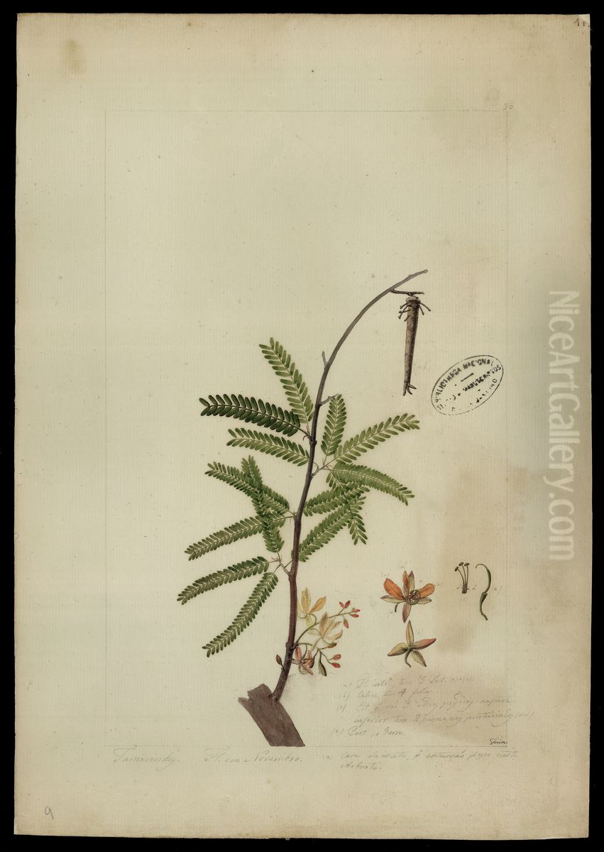 (Tamarindus indica,L) Oil Painting by Jose Joaquim Freire