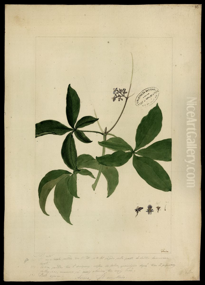 (Vitex) Oil Painting by Jose Joaquim Freire