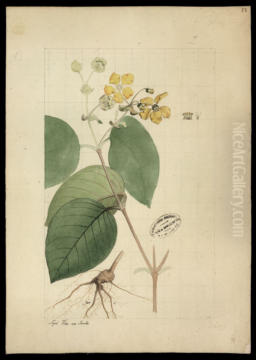 (Acmanthera) Oil Painting by Joaquim Jose Codina