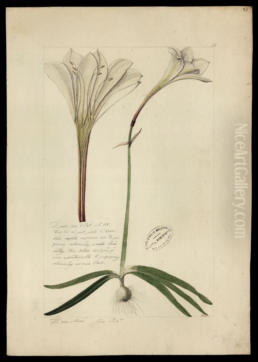 (Amaryllis) Oil Painting by Jose Joaquim Freire