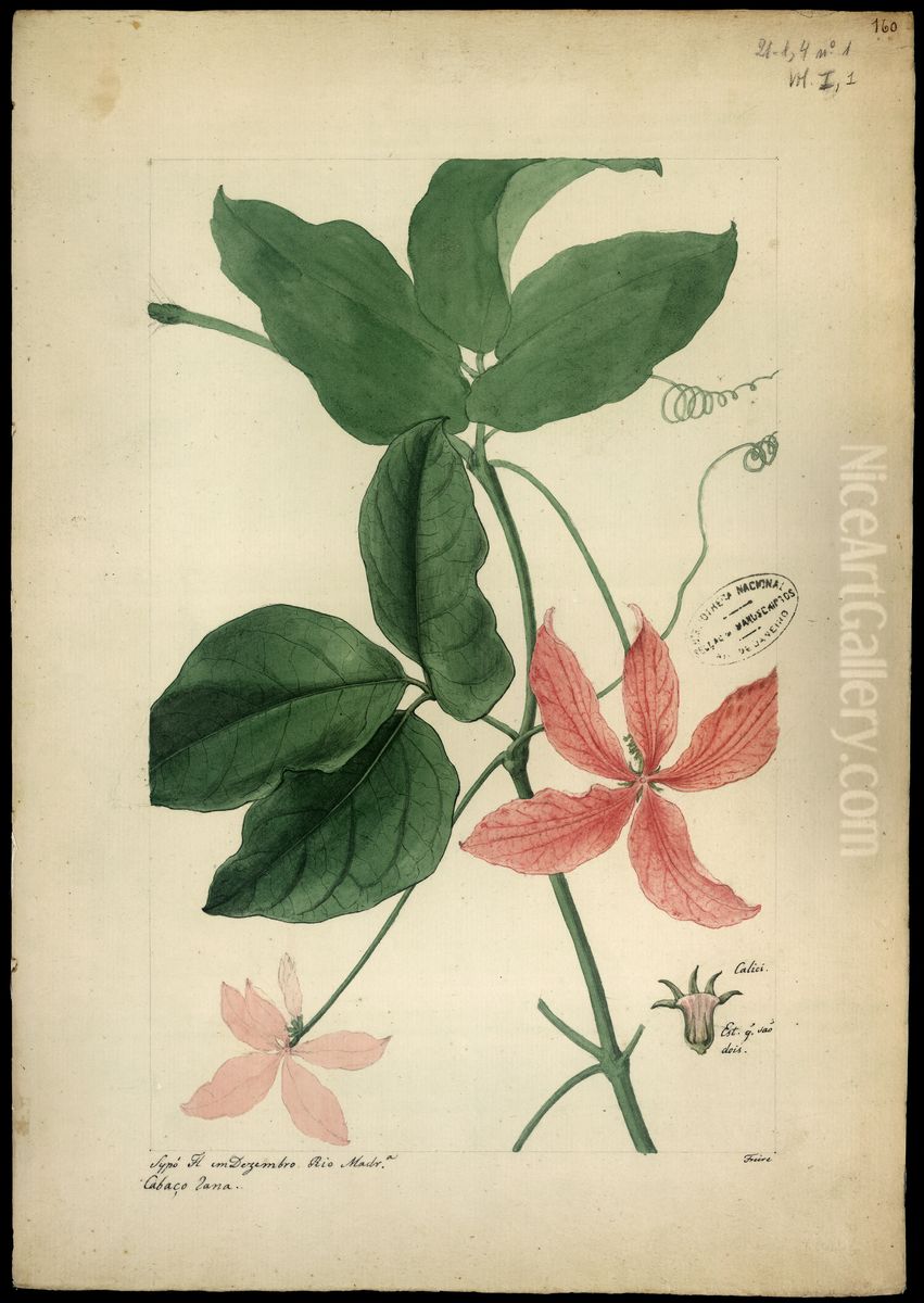 (Anguria) Oil Painting by Jose Joaquim Freire