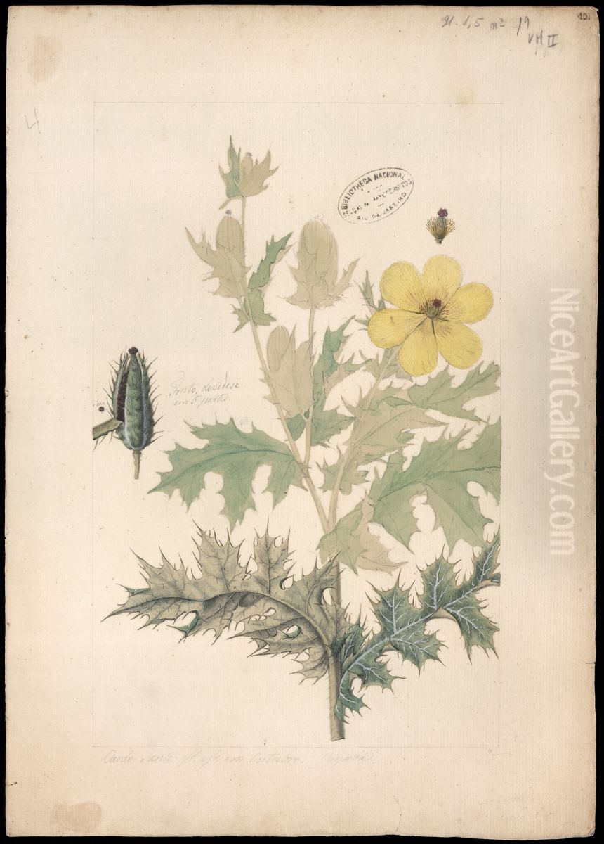 (Argemone mexicana, Linn) Oil Painting by Joaquim Jose Codina