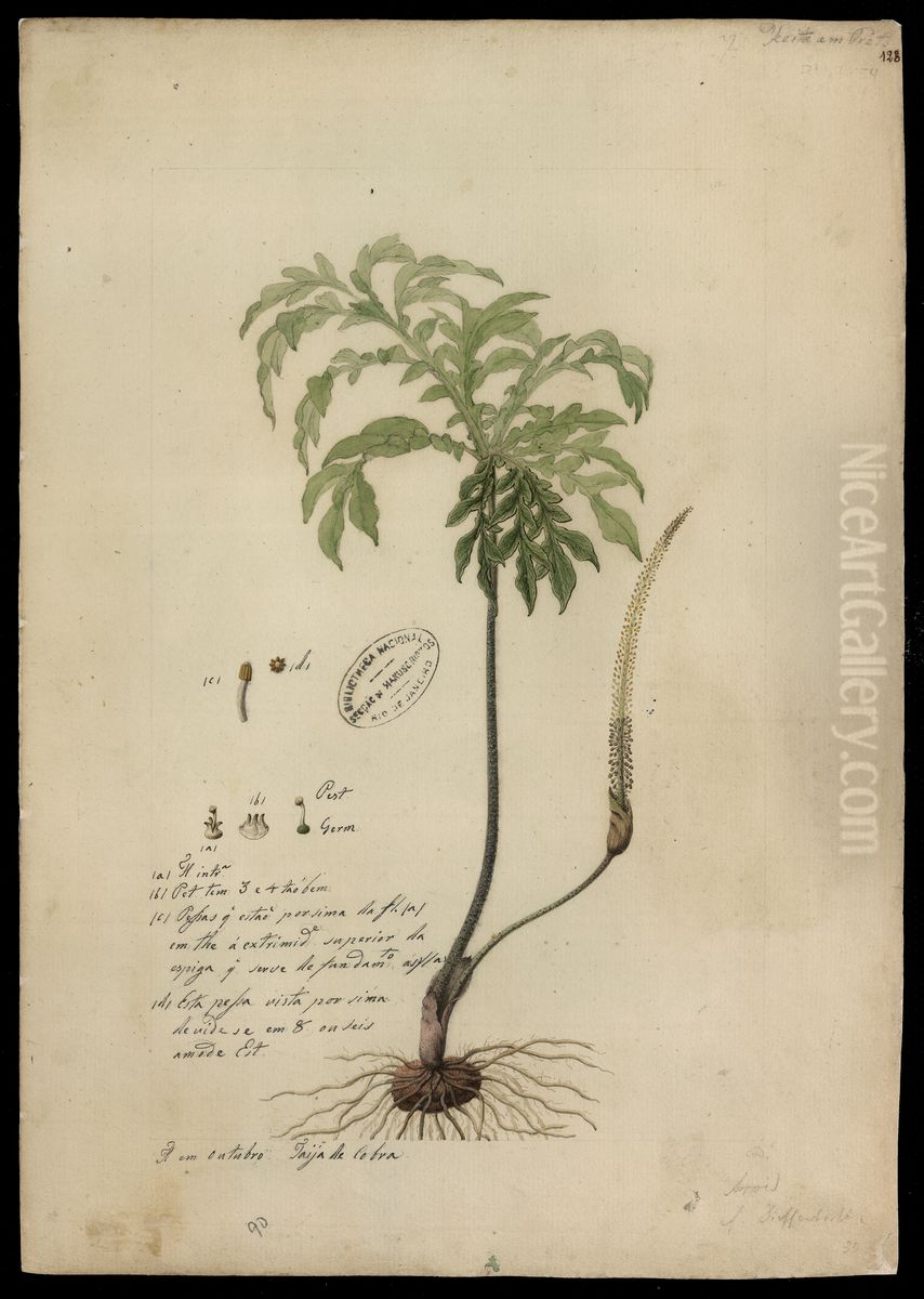 (Aroidea) Oil Painting by Joaquim Jose Codina