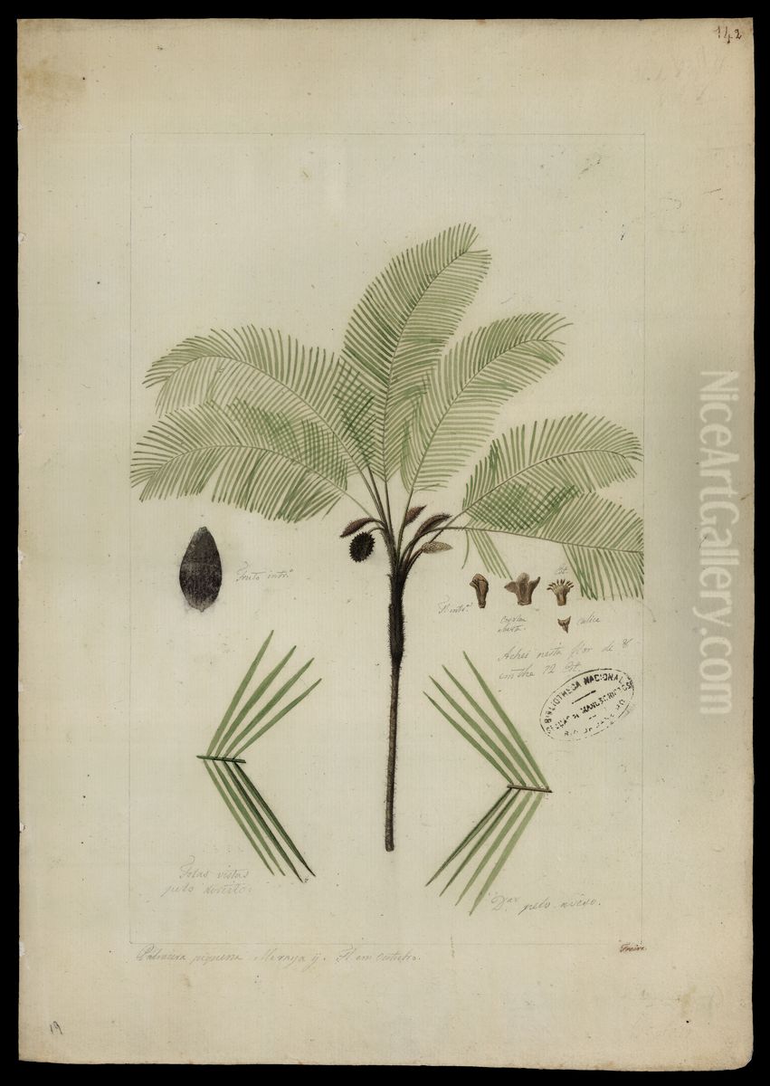 (Bactris) Oil Painting by Jose Joaquim Freire