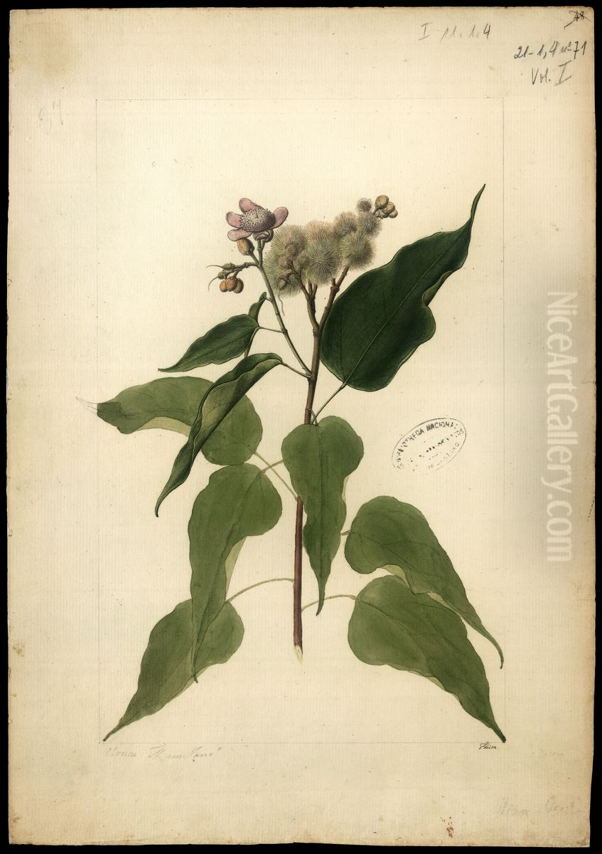 (Bixa orelanna, Linn) Oil Painting by Jose Joaquim Freire