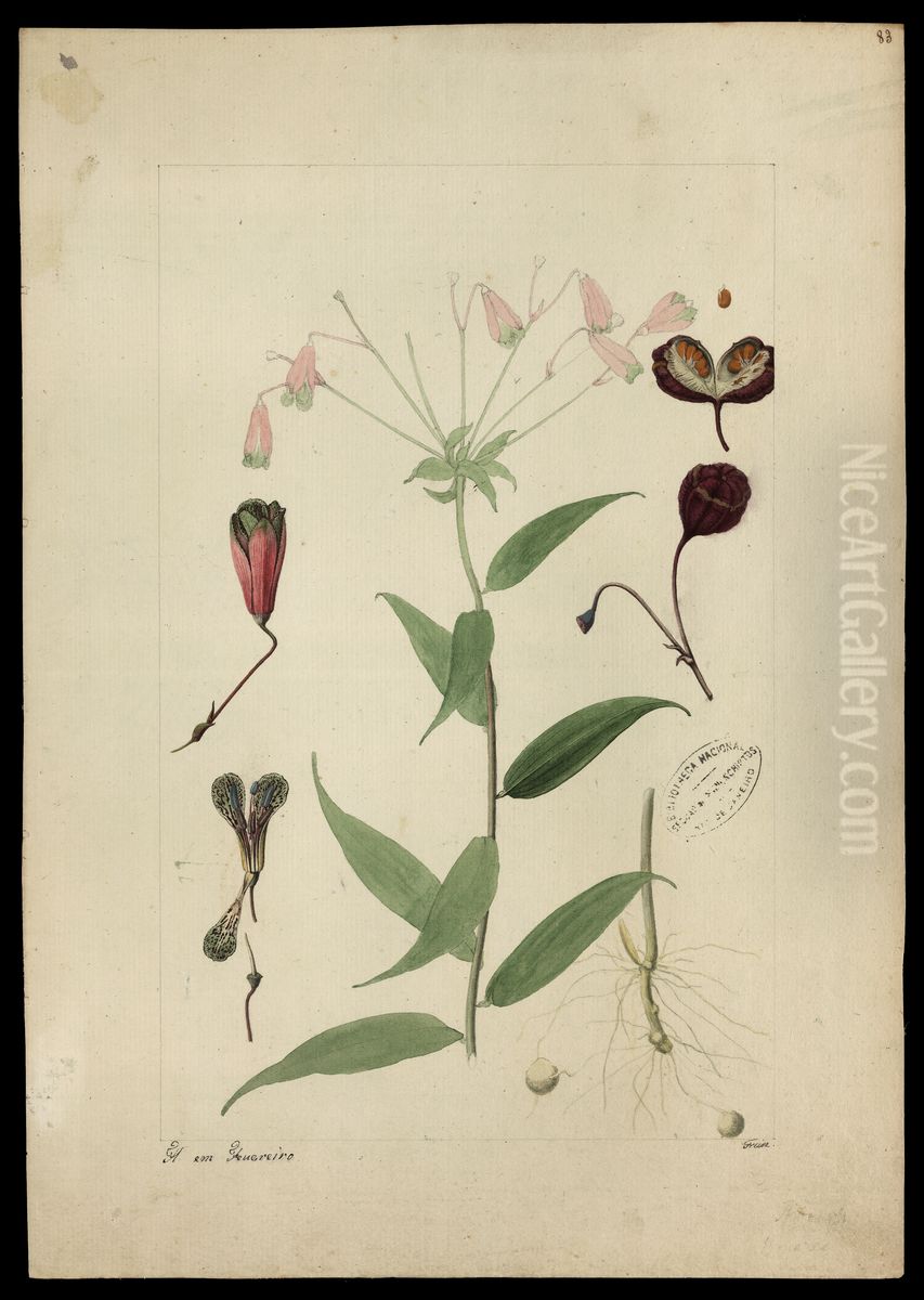 (Bomarca salsibloides) Oil Painting by Jose Joaquim Freire