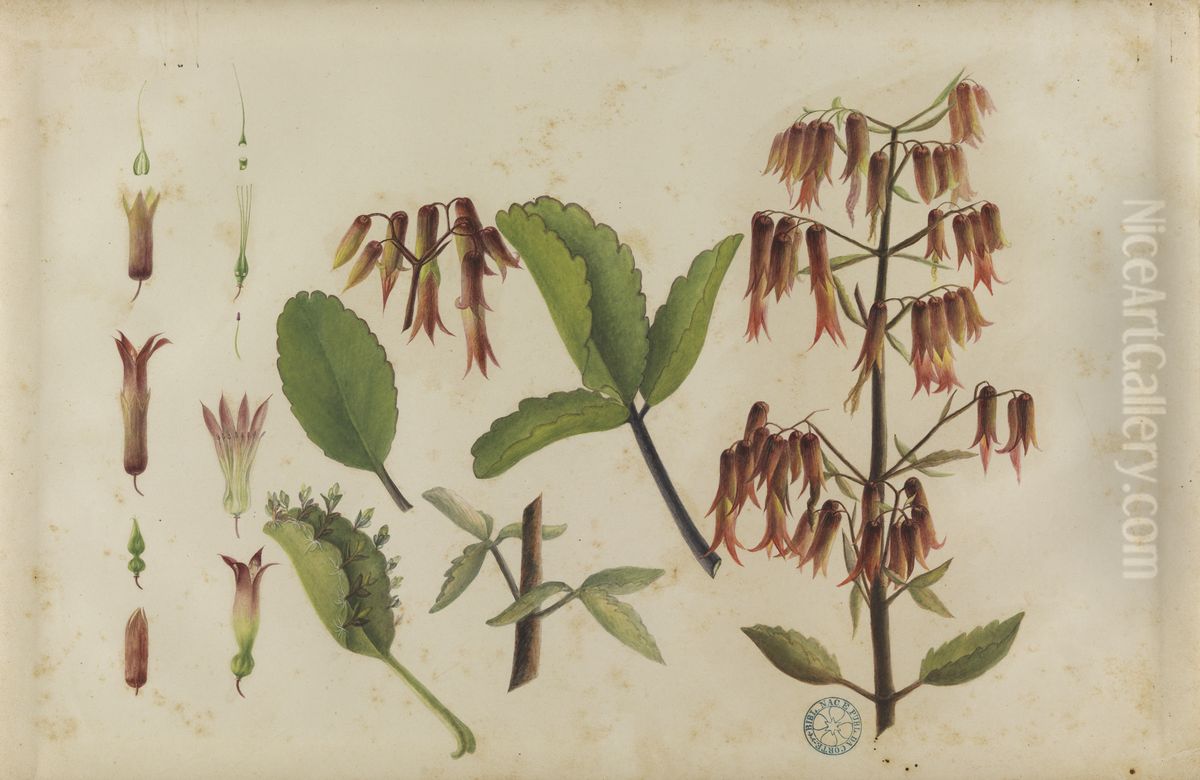 (Bryophyllum pinnatum) Oil Painting by Jose Carlos dos Reis Carvalho