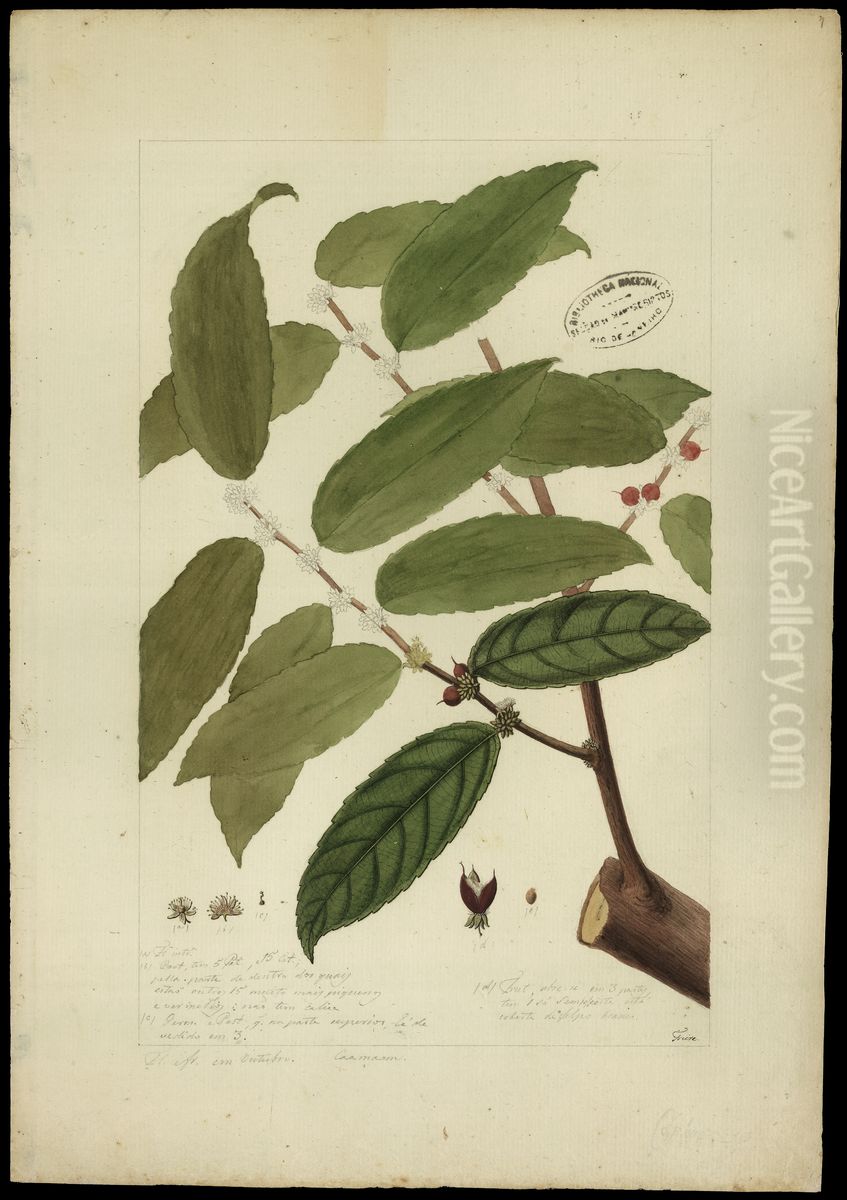 (Casearia javitensis) Oil Painting by Jose Joaquim Freire