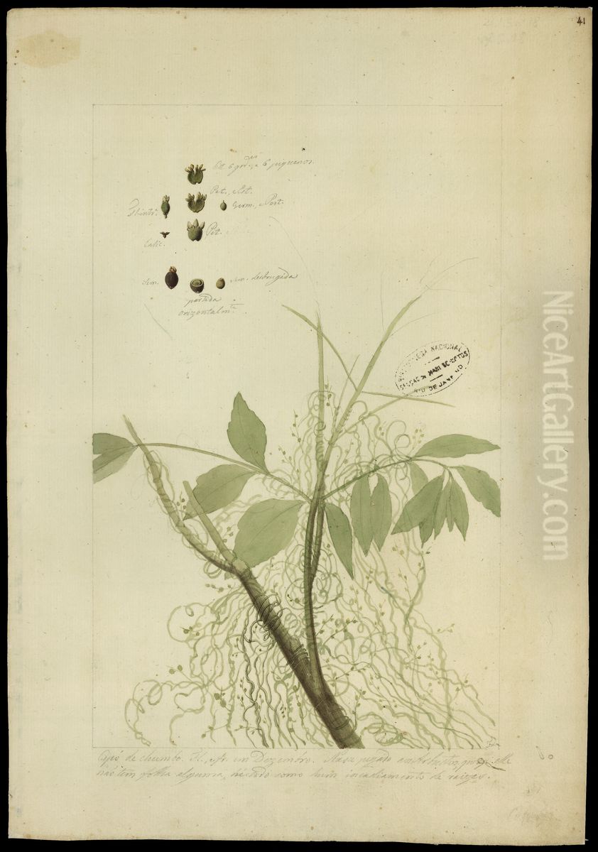 (Cassyta americana) Oil Painting by Jose Joaquim Freire