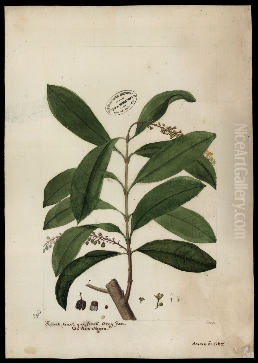 (Clonodia) Oil Painting by Jose Joaquim Freire