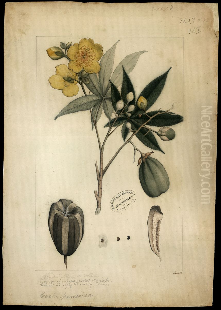 (Cochlospermun) Oil Painting by Joaquim Jose Codina