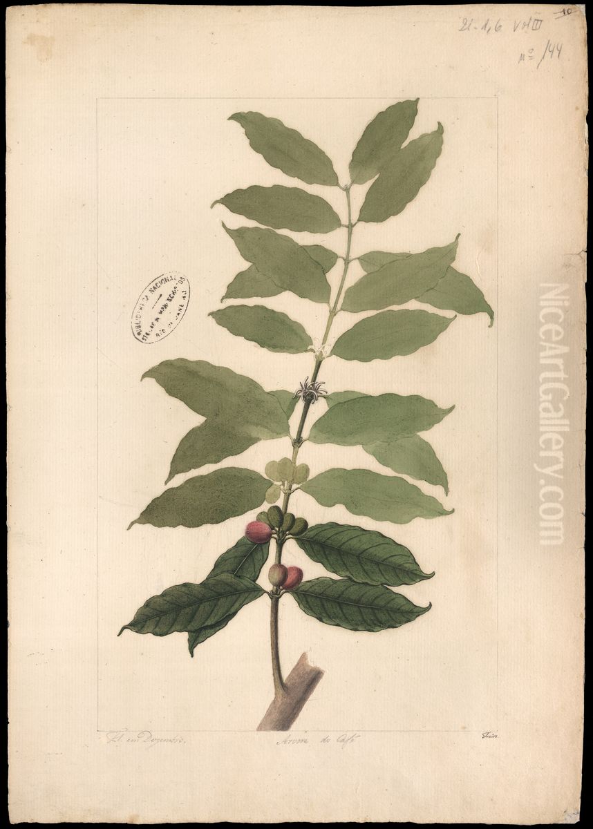 (Coffea arabica, Linn) Oil Painting by Jose Joaquim Freire