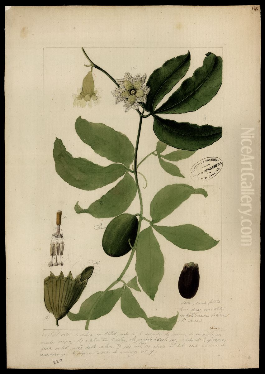 (Compositae) Oil Painting by Jose Joaquim Freire